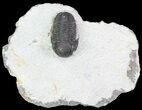 Bargain, Gerastos Trilobite Fossil - Morocco #68641-2